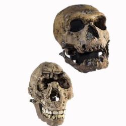 Skulls